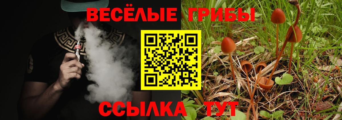 Псилоцибиновые грибы Psilocybe Кузнецк